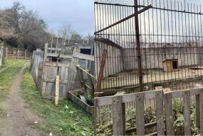Втеча левиць і термін для Пальохіна. Що трапилось із скандальним зоокуточком