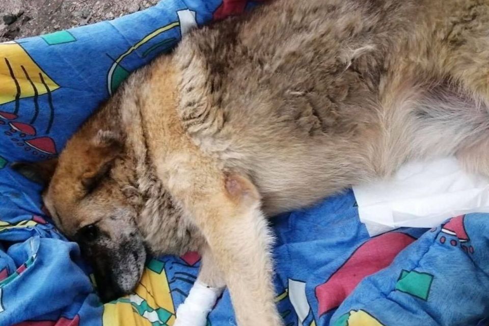 В центрі Хмельницького від отруєнь померли собаки: підозрюють догхантерів