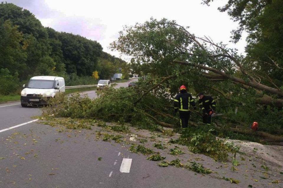 Неподалік Хмельницького негода повалила дерево на дорогу