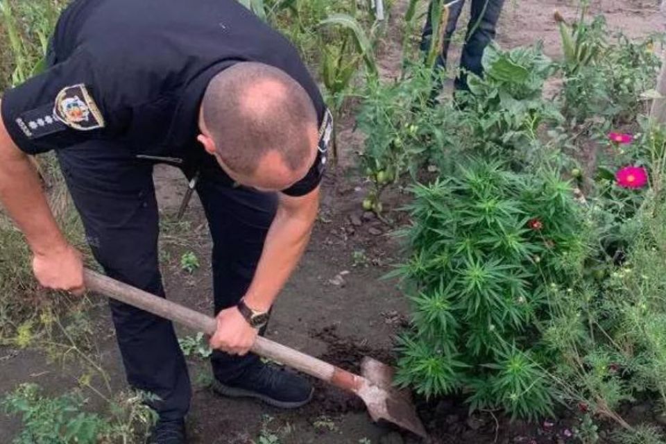 Мешканцю Старокостянтинівщини “світить” 3 роки за вирощування коноплі