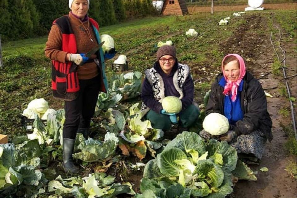Військовим на борщ: у лісгоспі на Хмельниччині зібрали понад 25 т овочів