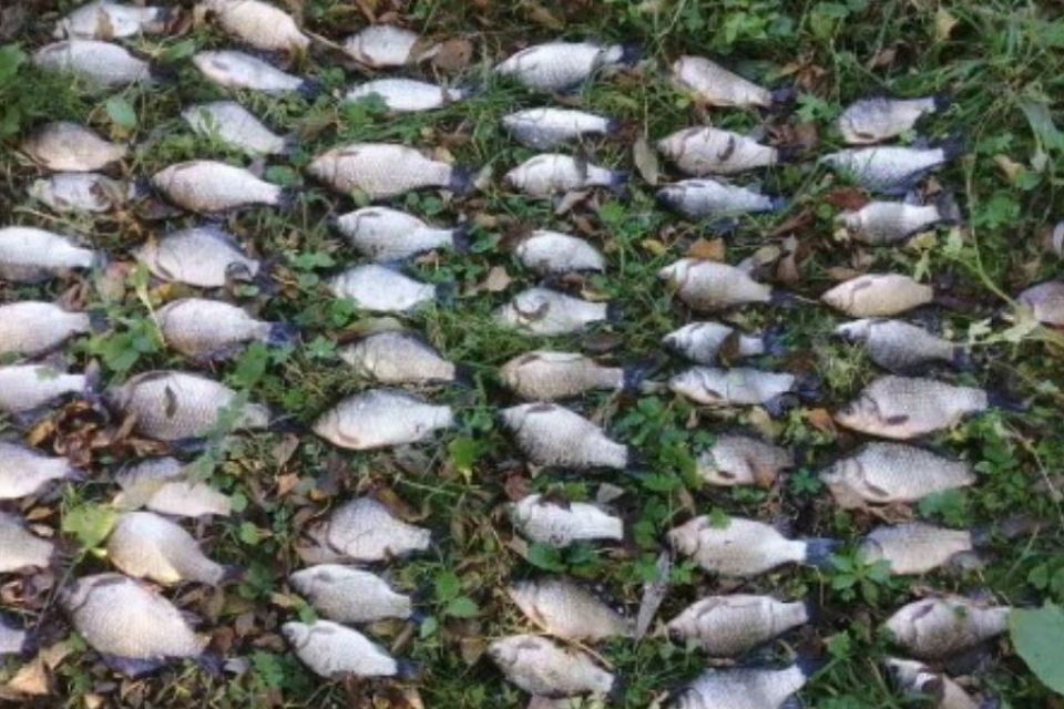 У Летичеві браконьєр наловив риби на 96 тисяч гривень