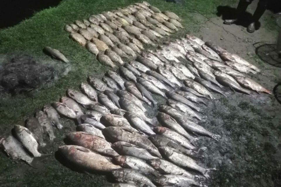 На Хмельниччині браконьєри наловили риби на понад півмільйона