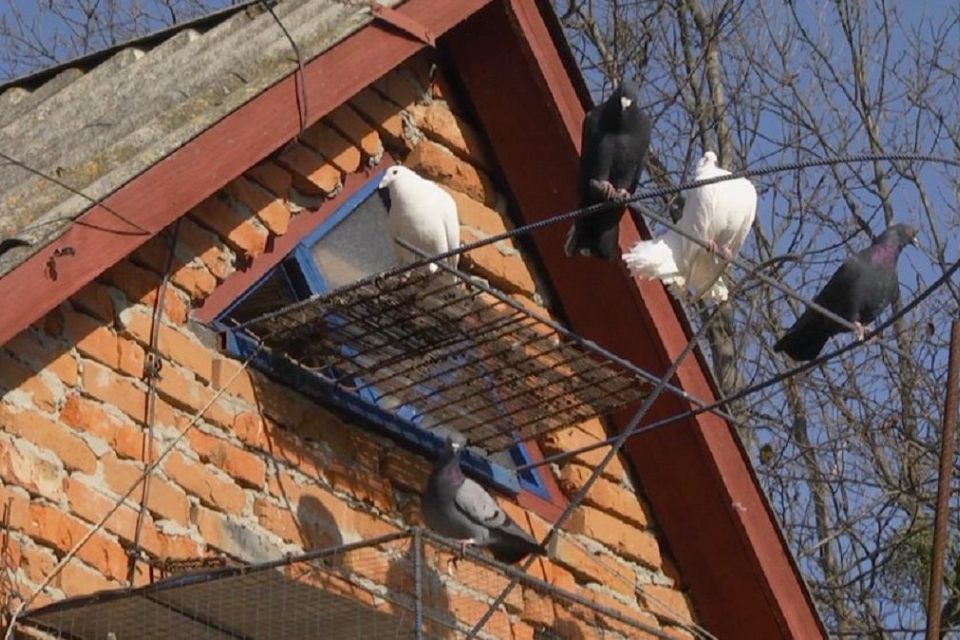 Пенсіонер з Хмельниччини вдома розводить голубів