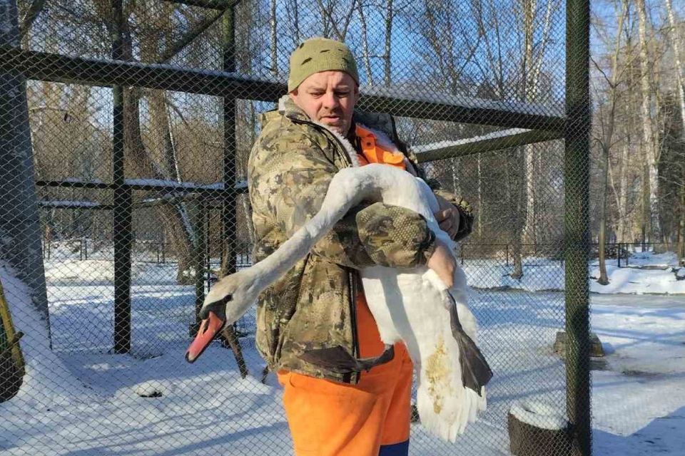 На кризі в Південному Бузі застряг перелітний лебідь (ФОТО)