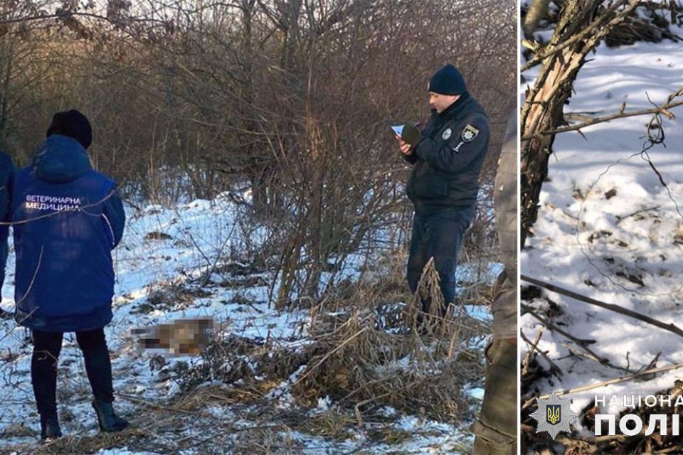 У «Подільських Товтрах» спіймали двох браконьєрів, які вполювали лиса