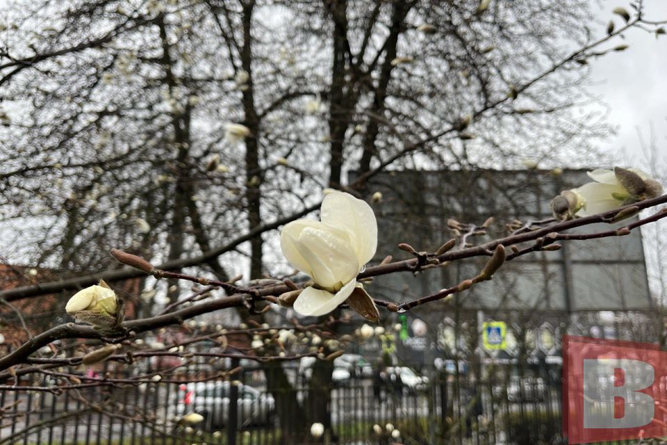 У ботанічному саду ХНУ зацвіли магнолії: фоторепортаж