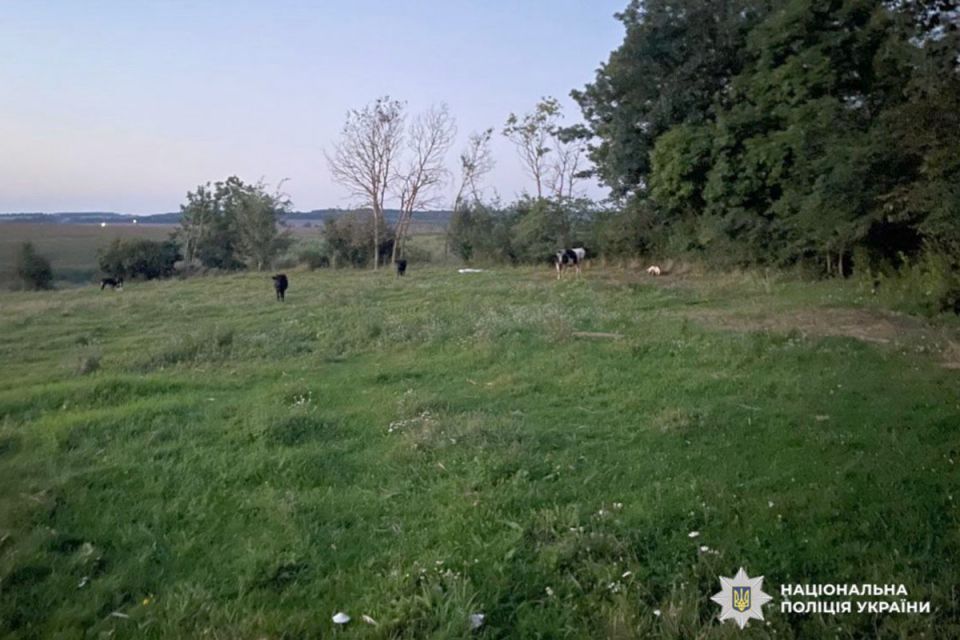 На Хмельниччині покарали чоловіка і жінку, які викрали у пенсіонера корів і бика