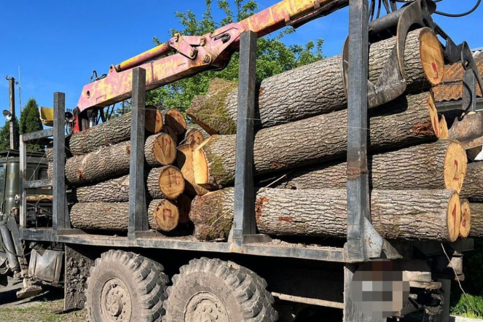 ДБР розслідує 587 справ щодо порушень у лісовій сфері: ситуація на Хмельниччині