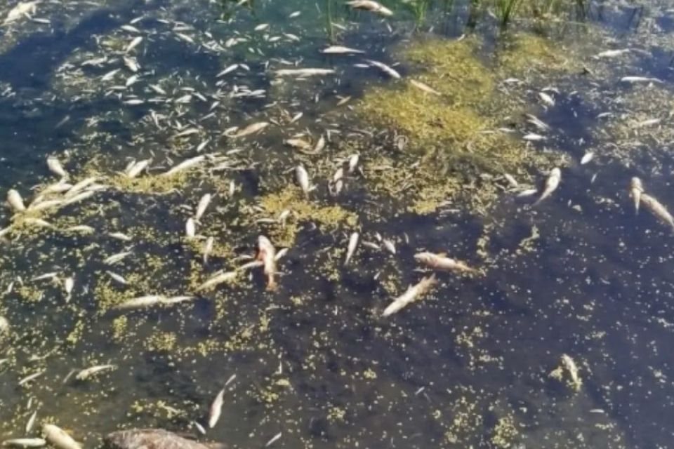 Як просувається розслідування загибелі риби у Плоскій
