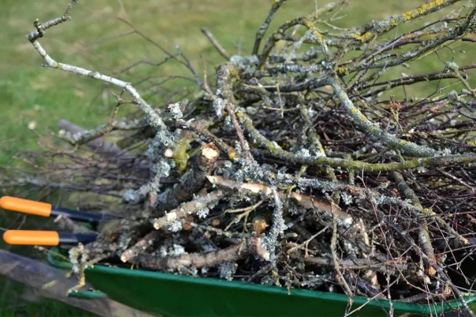 Як позбутись гілок та опалого листя у Хмельницькому, щоб уникнути штрафу