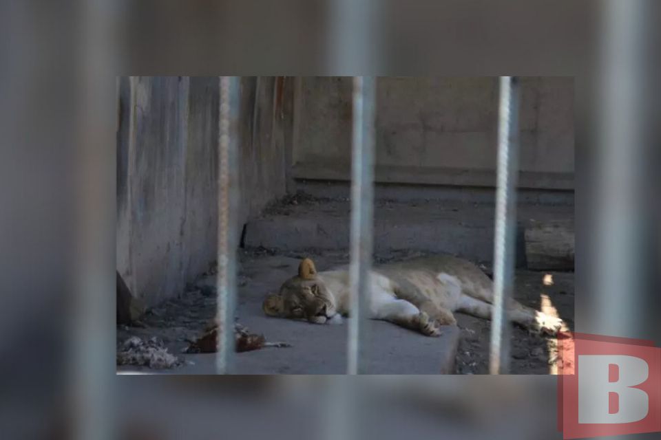 Яка доля чекає на «зоопарк Пальохіна» після втечі левиць: дізнались деталі