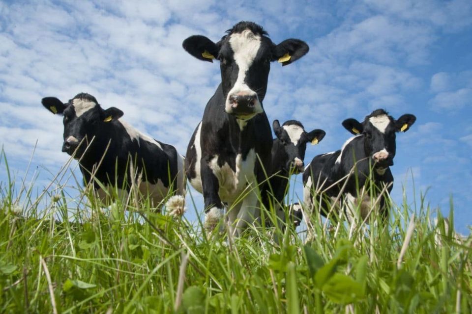 У Старосинявській громаді ввели карантин через виявлений лейкоз у корів