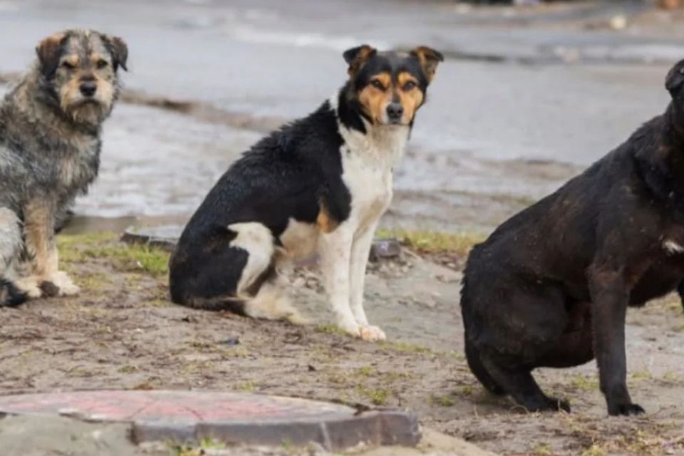 Живе в наметі з сімома собаками у Хмельницькому: історія 40-річного Євгенія