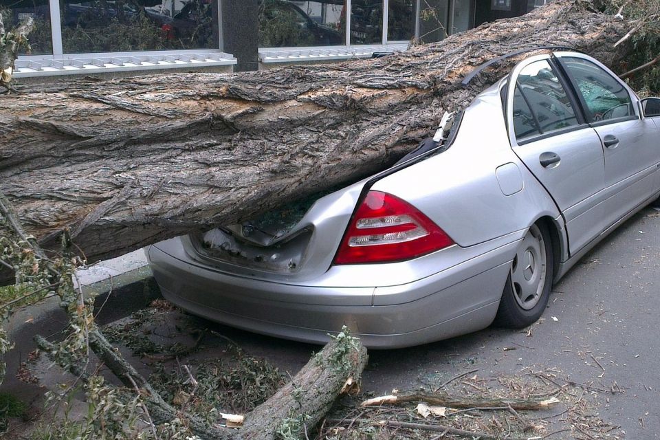 У Хмельницькому на авто впало дерево. Хто заплатить за ремонт