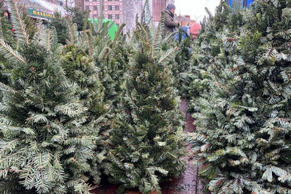 Жива ялинка у Хмельницькому: де можна придбати (АДРЕСИ)