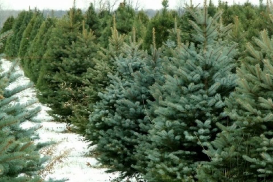 Штрафи до 34 тисяч: що загрожує за незаконну ялинку на Хмельниччині