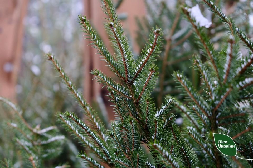 На різдвяних ярмарках Хмельниччини лісівники продали майже 3 467 дерев