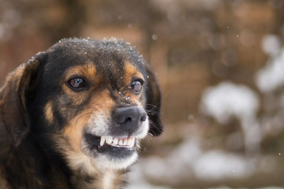 У Хмельницькому виявили сказ у собаки: що відомо