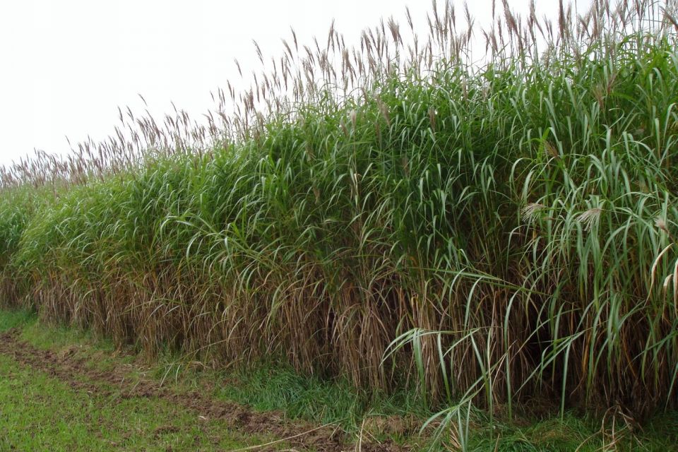 «Зелені» проєкти на Хмельниччині: що роблять і хто фінансує