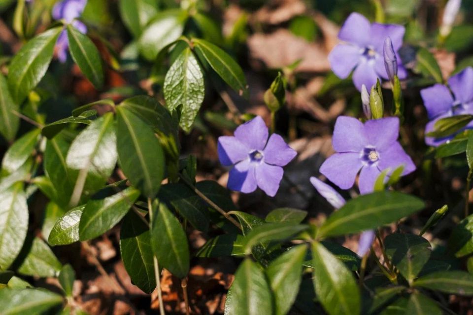 На Хмельниччині вночі ще підморозить: якою буде погода 21 березня