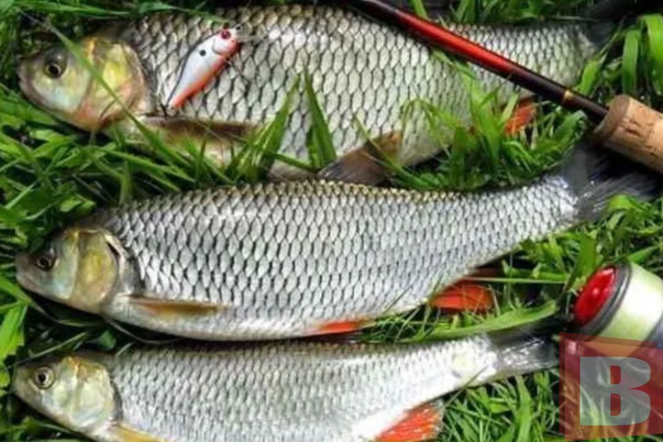 На Хмельниччині розпочався період нересту: яка відповідальність за вилов риби