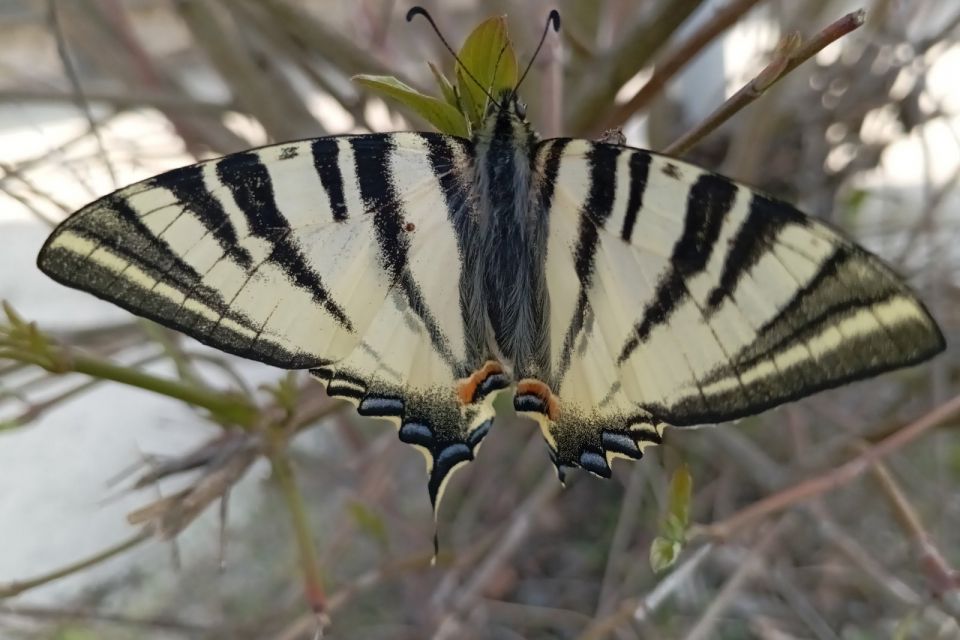 Рідкісний метелик з’явився на Хмельниччині: у Нетішині зафіксували подалірія