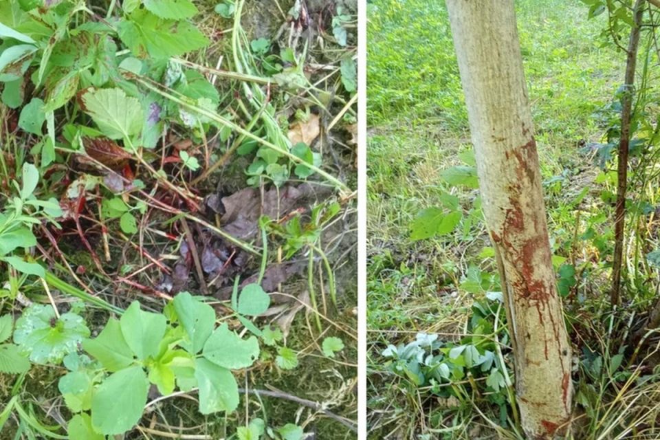 Погрози і ПТСР: переселенка стала свідком вбивства собаки на Хмельниччині