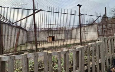 Через втечу левиць у Хмельницькому загинули інші тварини, — прокуратура