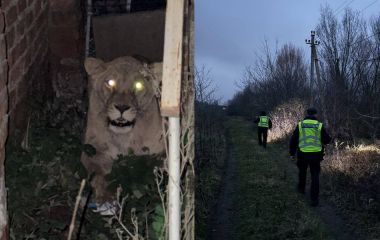 Поліція та ДСНС показали, як шукали левицю, яка втекла із зоокуточка (ФОТО, ВІДЕО)