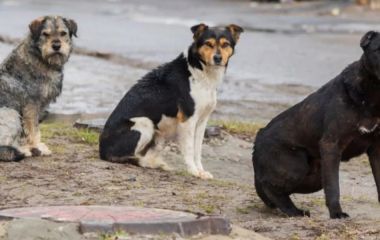 Живе в наметі з сімома собаками у Хмельницькому: історія 40-річного Євгенія
