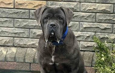 Із дронами та ДСНС: у Хмельницькому понад тиждень шукають собаку Беллу