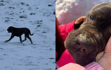 Знайшли собаку Беллу, яка загубилася 30 грудня