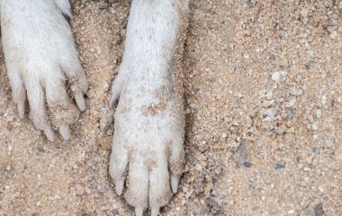 Жителю Хмельниччини, який викинув той-тер’єра з вікна, загрожує до 8 років
