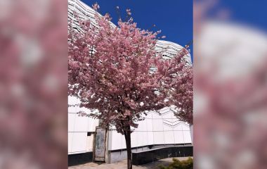 Заморозки повертаються: погода на неділю для Хмельниччини