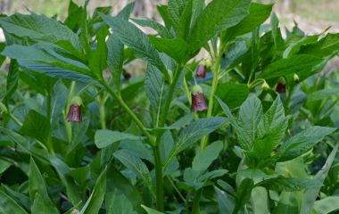 На Хмельниччині розквітла рідкісна отруйна рослина