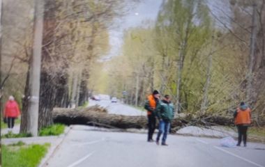 У Хмельницькому змінили рух тролейбусів через падіння дерева: які маршрути курсують в об’їзд
