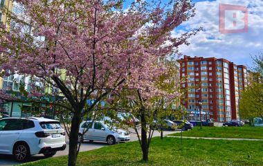 Сильні заморозки та вітер: погода 24 квітня на Хмельниччині