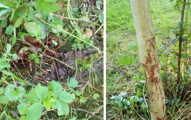 Погрози і ПТСР: переселенка стала свідком вбивства собак на Хмельниччині