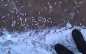 Фото дня: у Хмельницькому в Південному Бузі гине риба