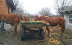 На Хмельниччині чоловік на повозці обікрав фермера
