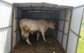 У Хмельницькому  затримали викрадачів  биків на вантажівці