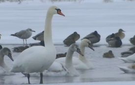 На озері у Дубовому ледь не замерзло дві сотні лебедів
