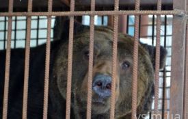 Хмельницького ведмедя Стефана відвезли на Закарпаття