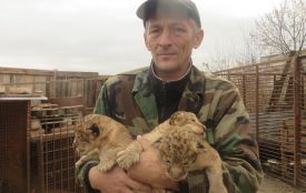 Троє маленьких левенят у приватному зоопарку вчаться ходити і гарчати (ФОТО/ВІДЕО)