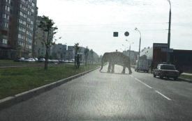 У Вінниці заборонили цирки-шапіто з тваринами. Чи має так бути у Хмельницькому (ОБГОВОРЕННЯ)