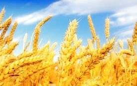 Хмельниччина є лідером в Україні по урожайності зерна