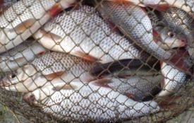 У Новоушицькому районі спіймали браконьєра зі 134 кілограмами риби