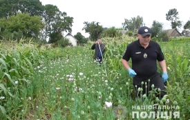 У Білогірському районі за день знайшли 2500 кущів маку