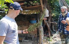 "Садівник зі стажем". На Віньковеччині чоловік засіяв город коноплею